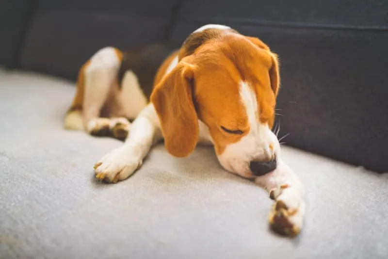 Dog Skin Allergies - Causes, Symptoms & Treatments