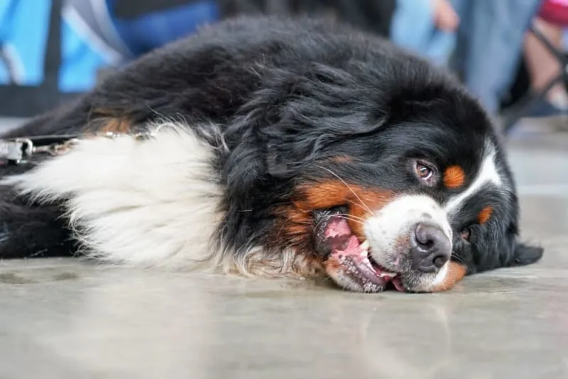 My Dog Ate Gum: Is That Dangerous?