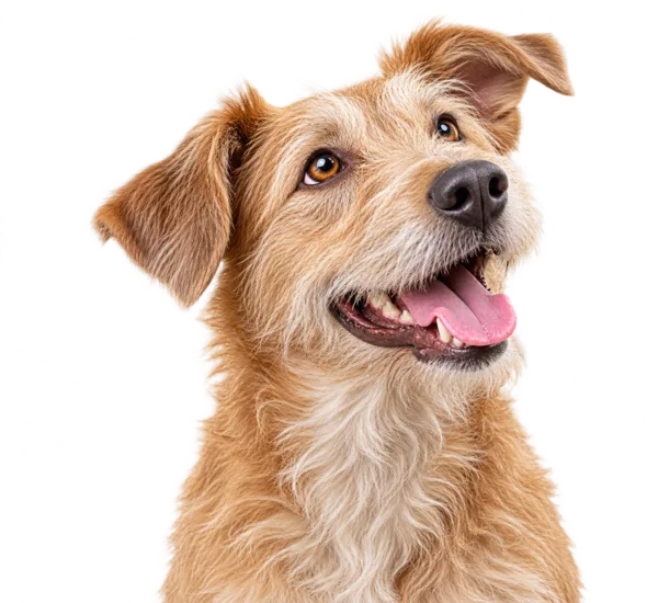 A scruffy golden-tan dog with a happy, panting expression, looking upward.