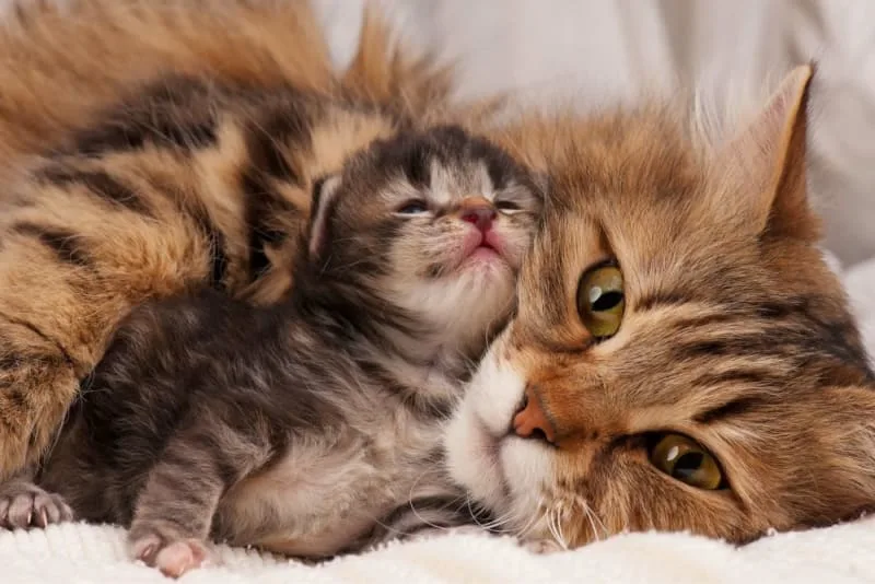 How to Tell if a Cat Is Pregnant