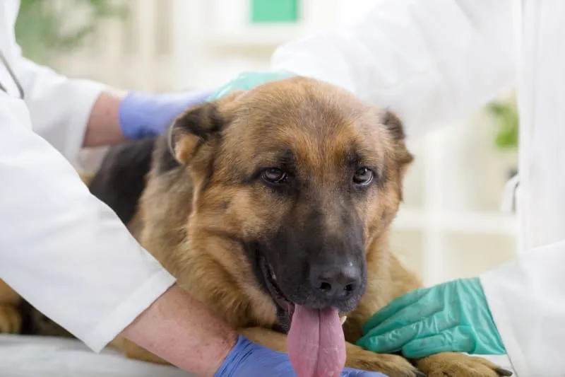 Signs Your Pet Needs Emergency Care