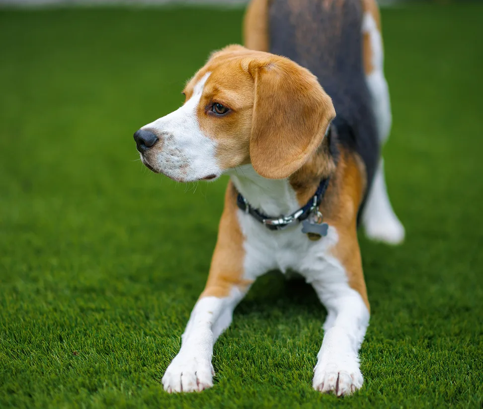 Tricolor Beagle in a play bow on green turf