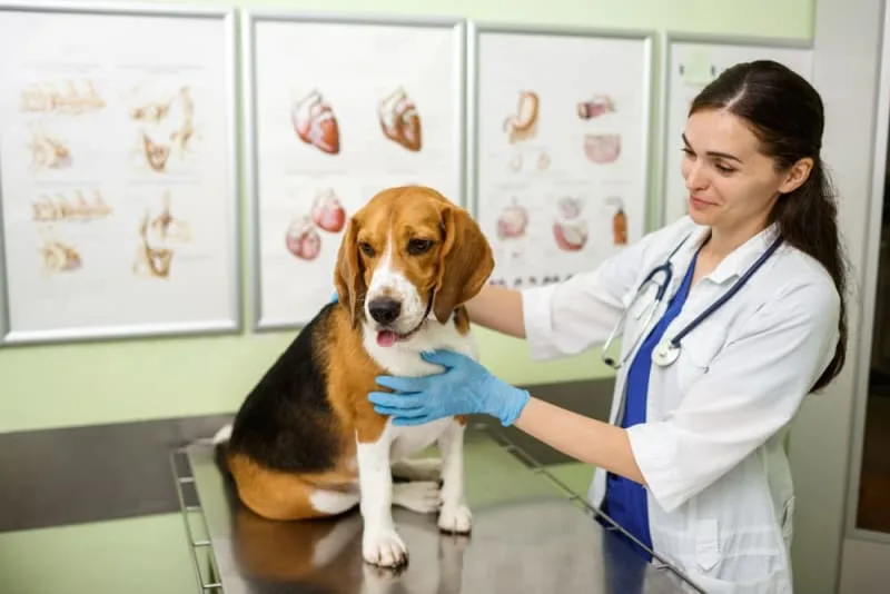 Importance of Parasite Control in Dogs