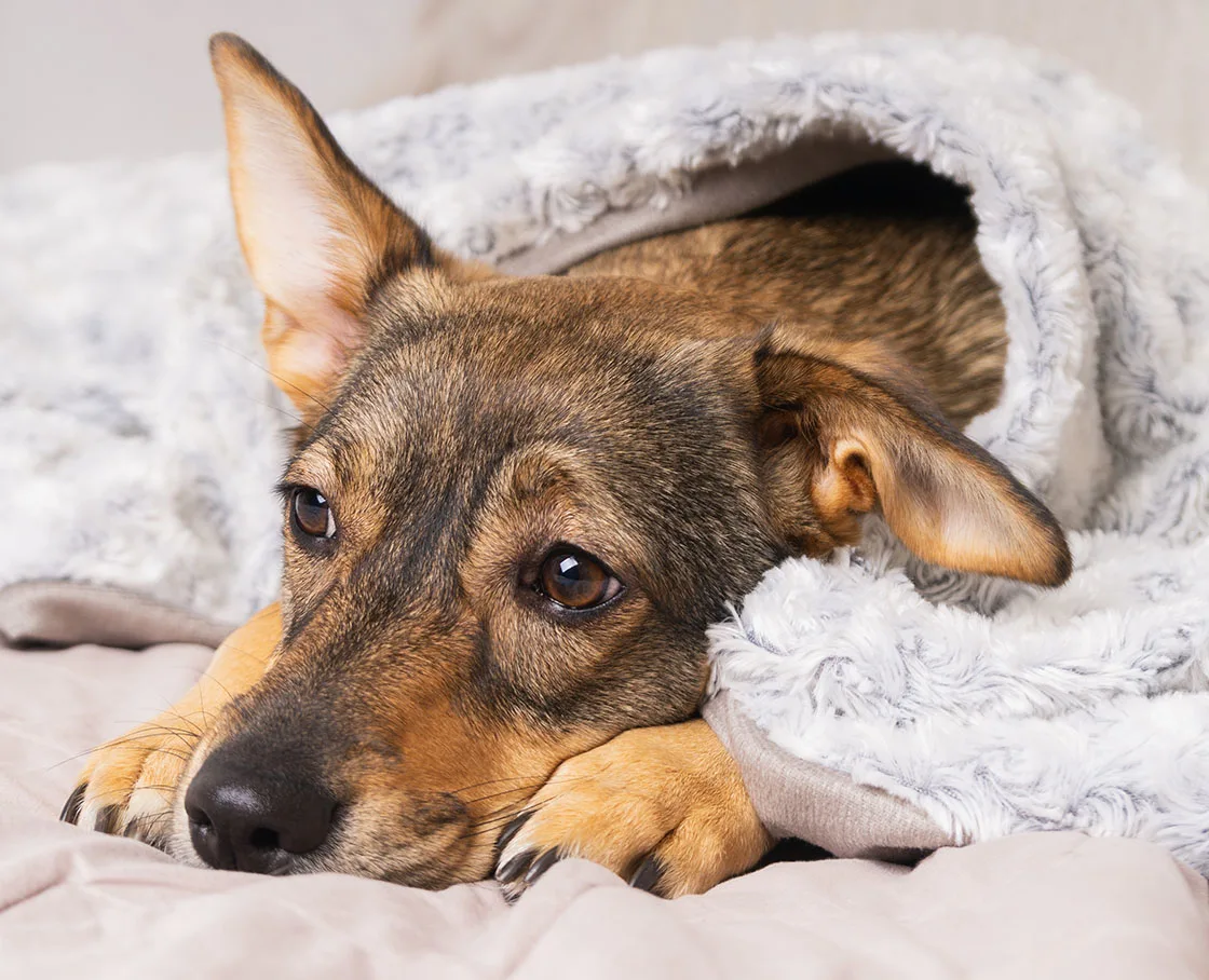 shpeherd mix lays under blanket looking sad