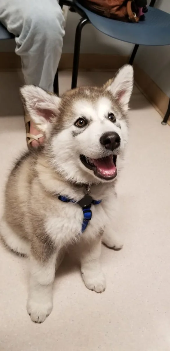 Dog Dentist in Goleta