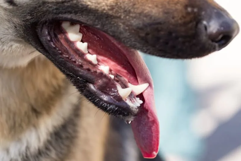 Is a dog's mouth cleaner than a human's mouth?
