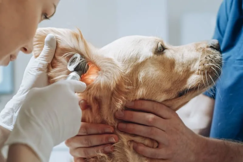 Chronic Otitis in Dogs: Cause & Prevention