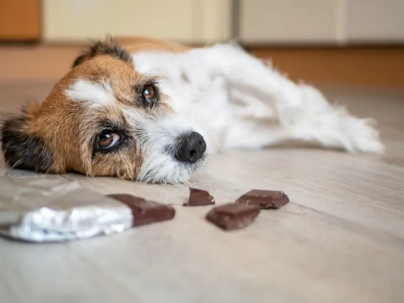 Common Cause of Diarrhea in Dogs & How to Stop it