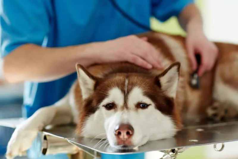 Anemia in Dogs: Everything You Should Know
