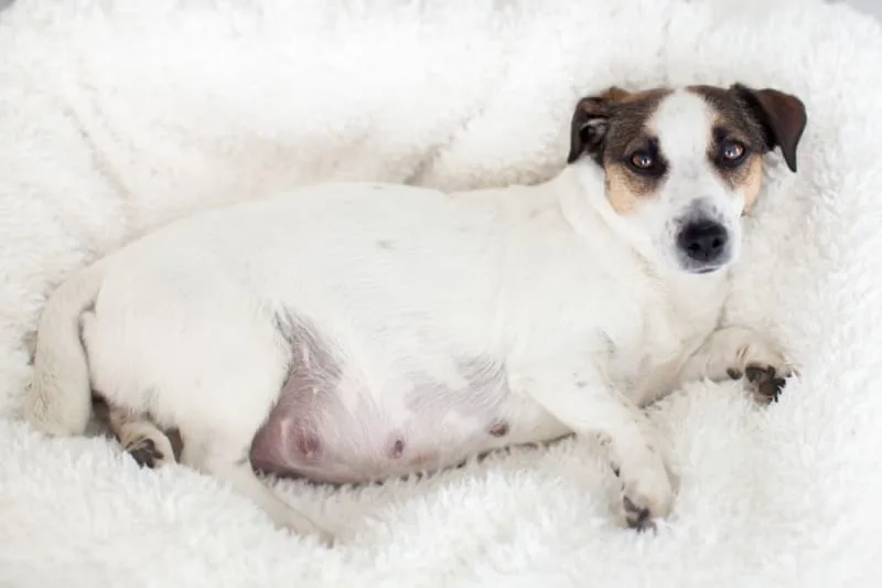 Mastitis in Dogs