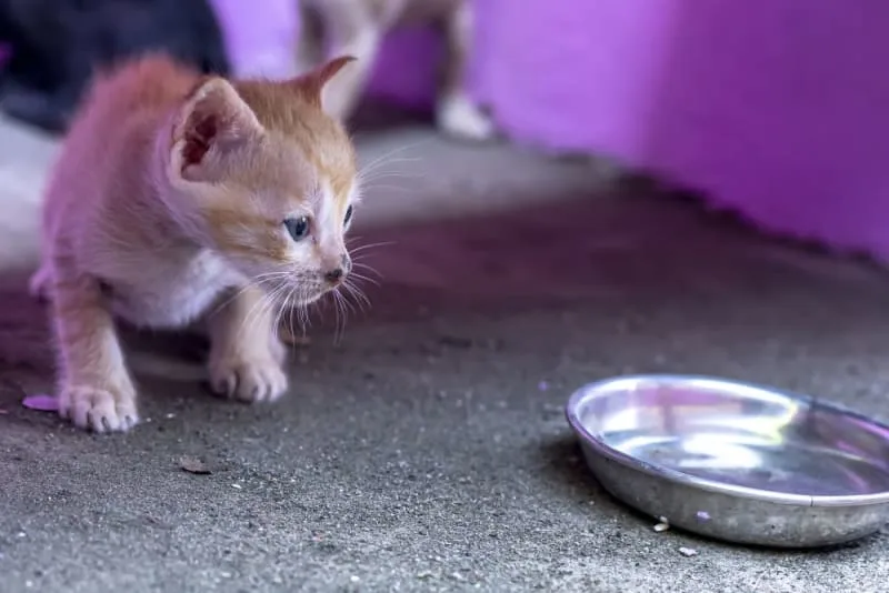 My Cat Won't Drink Water! What Should I Do?