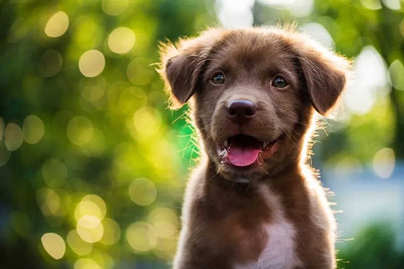 Puppy Vaccination Schedule