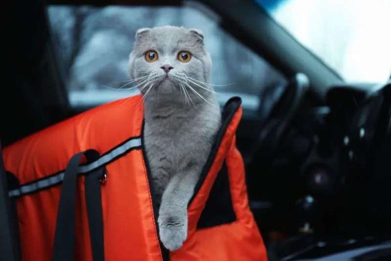 How to Travel With a Cat: Tips for Your Trip