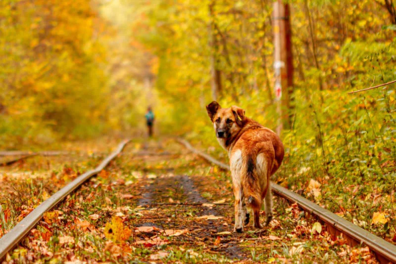 Senior Dogs: How to Care For Your Older Pup