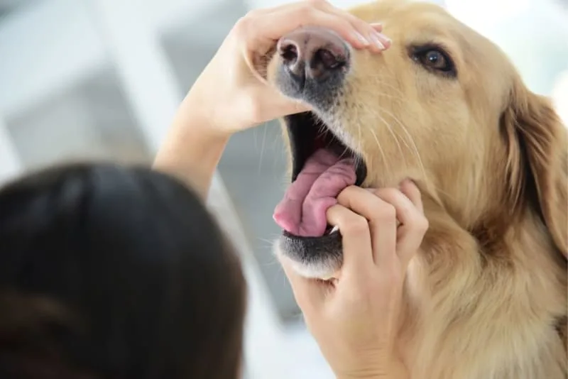 Broken Jaws in Dogs: Causes & Treatments