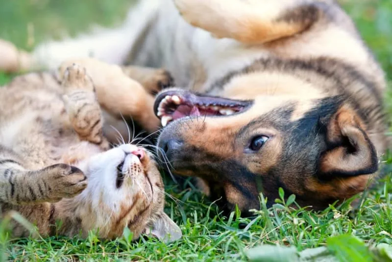 Tips On A Healthy Environment And Lifestyle For Your Pet