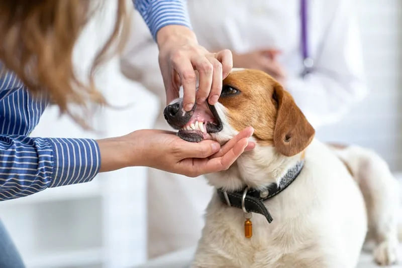 Dental Problems Commonly Seen in Dogs