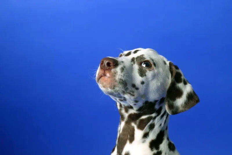 When To Get Your Dog Fixed & What Your Should Know