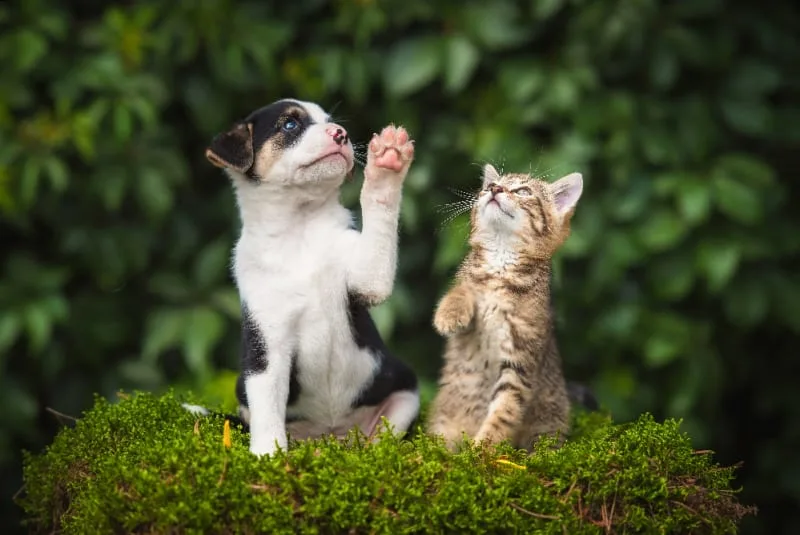 Raising a Puppy & Kitten Together