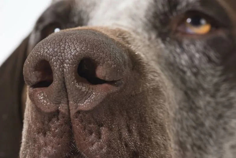 Senior Dog Nose Dripping: Causes, Care & Comfort