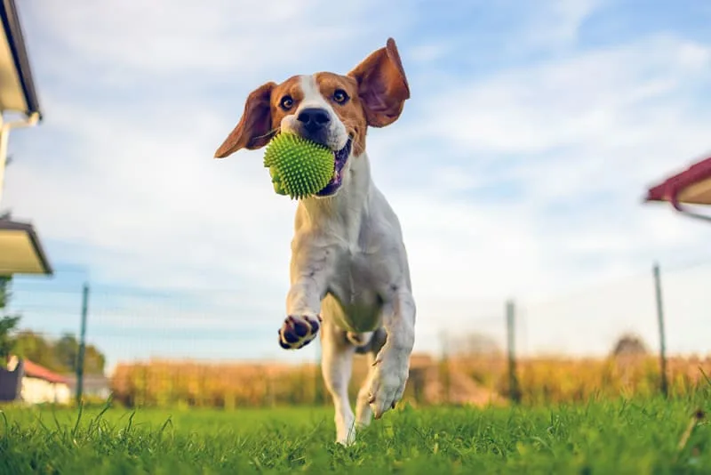 Dog Boarding Tips & What to Expect When Your Dog Comes Home