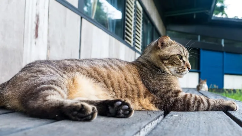 About Hepatitis in Cats