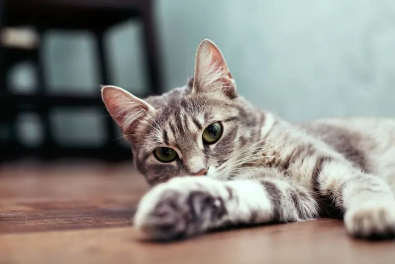 Ear Mites in Cats: Treatment & Prevention