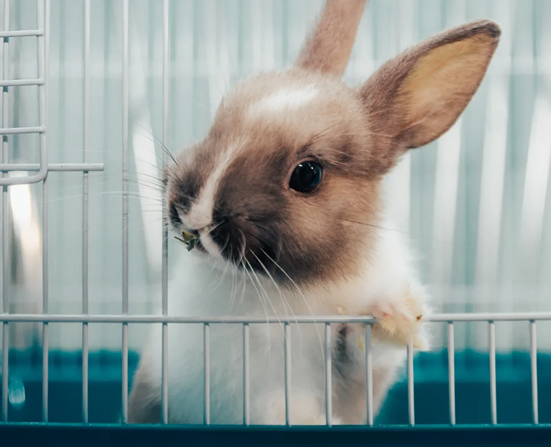 A young brown-and-white rabbit inside a wire cage, looking out between the bars.