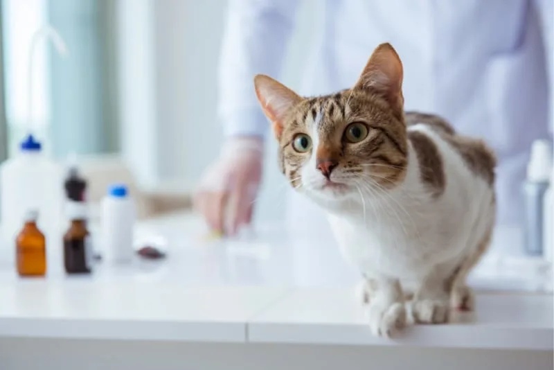 Routine Exams: How often should I take my cat to see the vet?