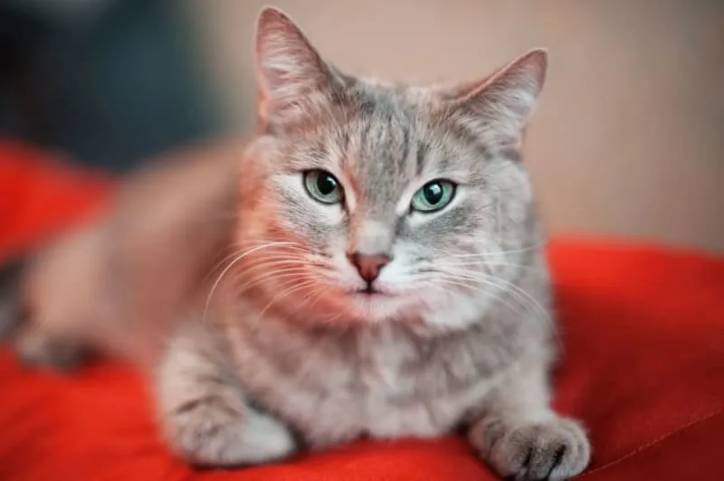 How Long Can You Leave a Cat Alone?