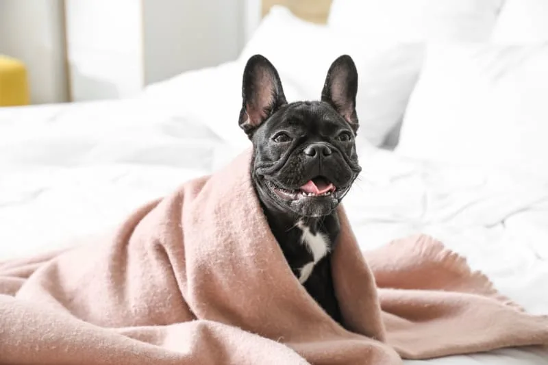 What is parainfluenza in dogs?