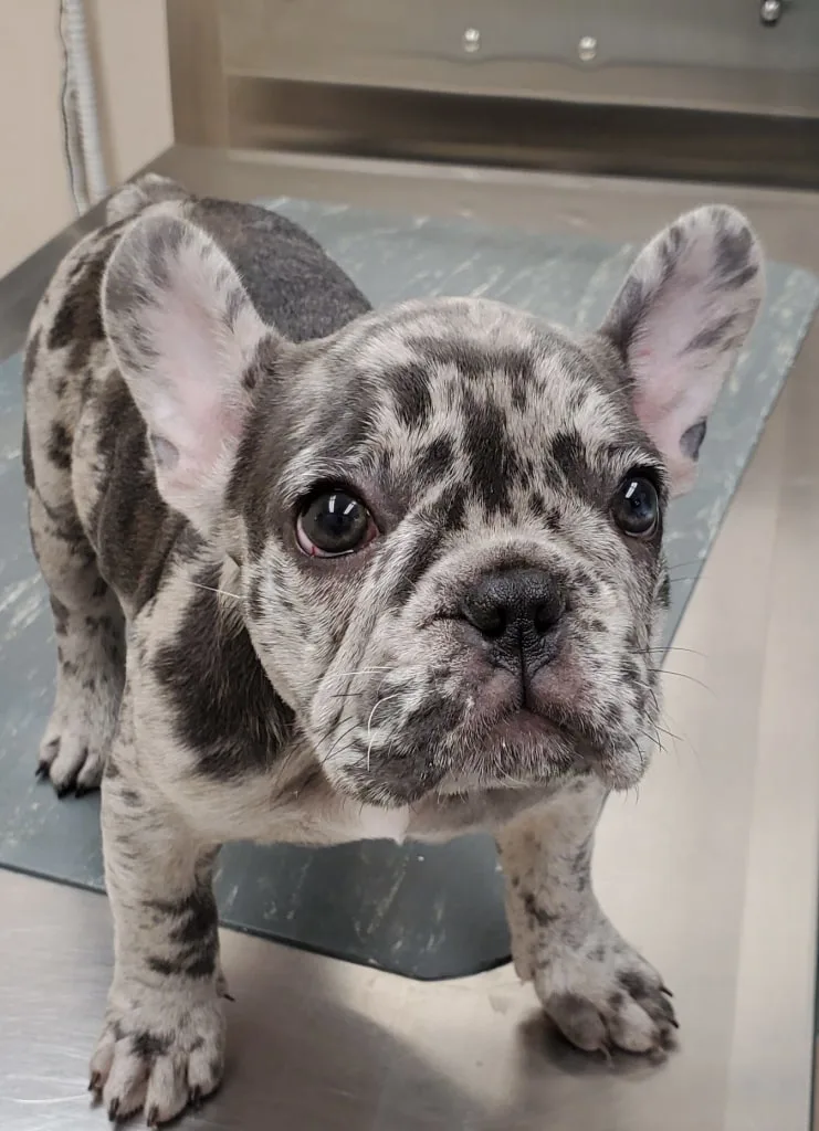 dog at animal clinic