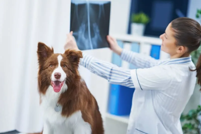 X-Ray for Dogs