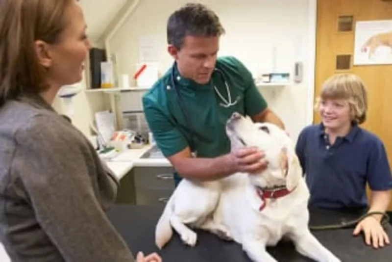 How Often Should You Book Your Dogs Vet Appointments
