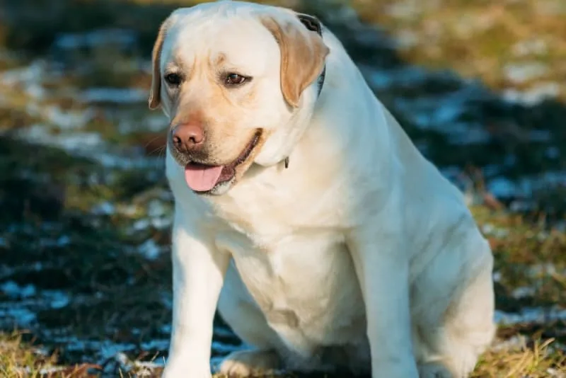 Obesity in Pets