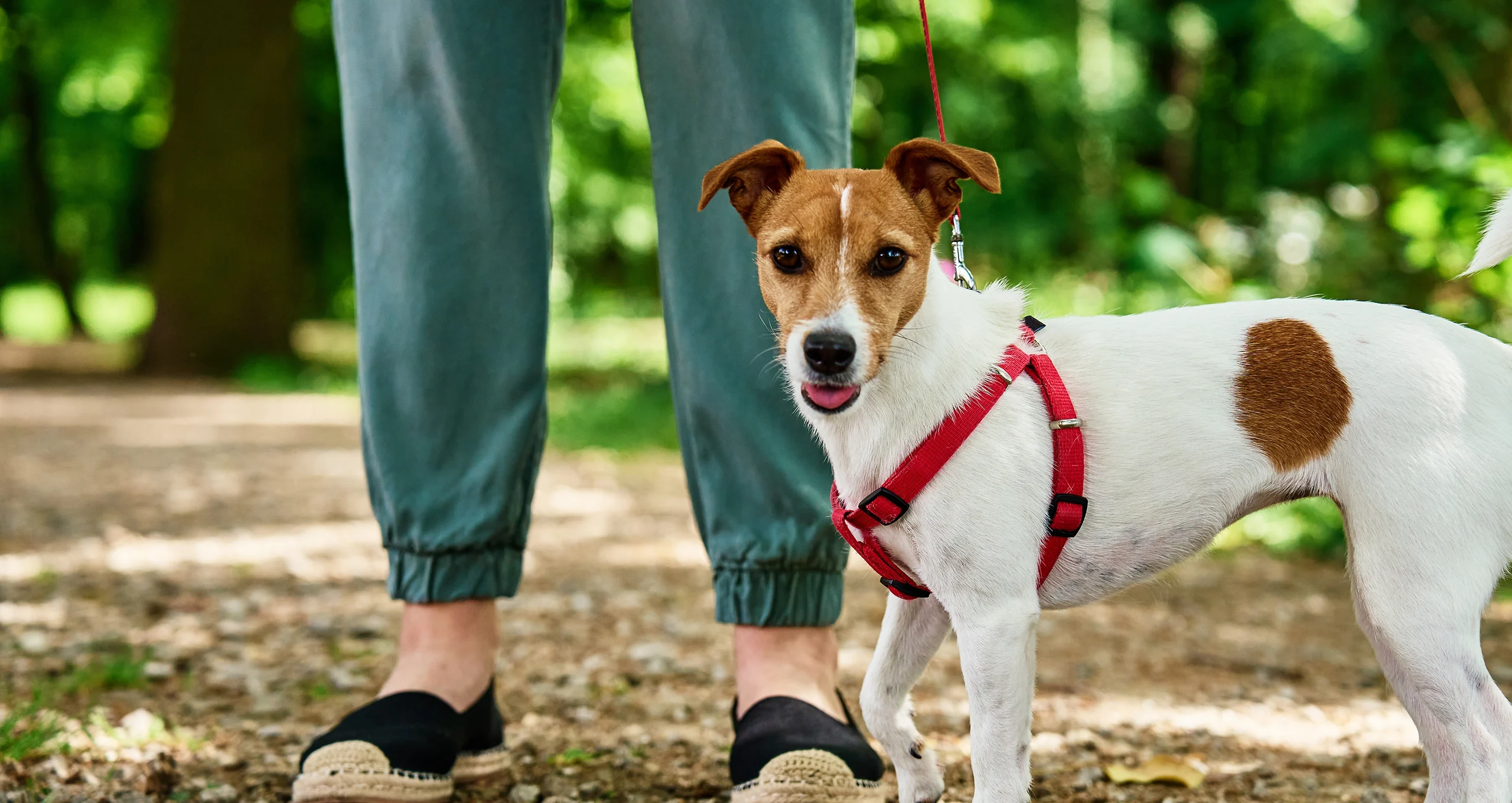 h woman walking with a jack russell in red halter