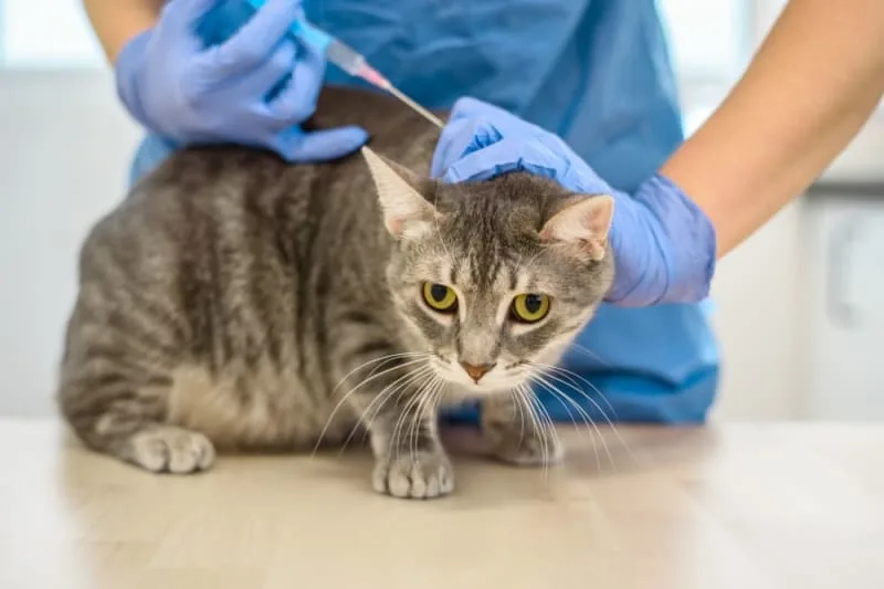 New Kitten's First Vet Visit Checklist: What to Expect