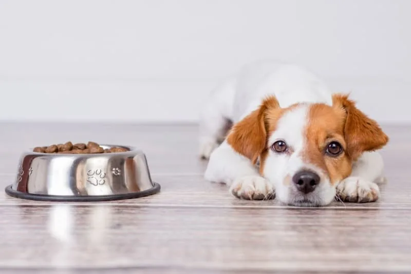 How to Tell if You Are Underfeeding Your Dog?