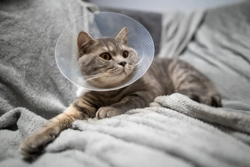 What Is PU Surgery For Cats?