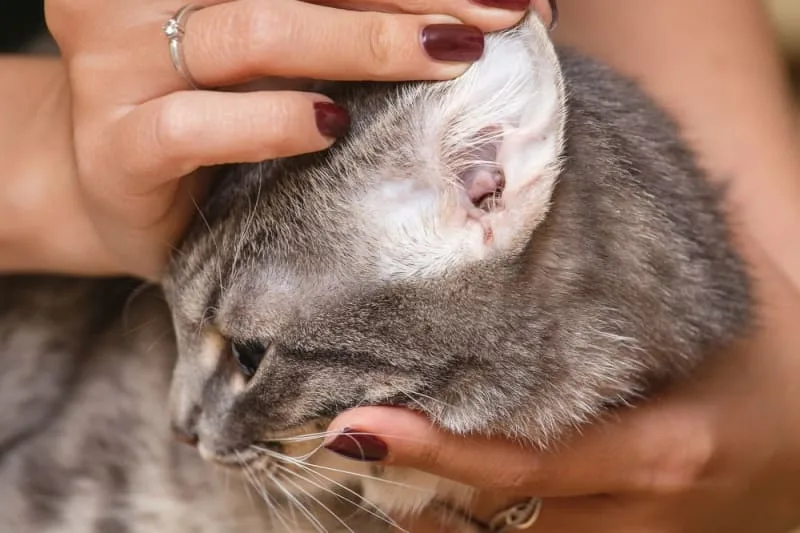 How to Get Rid of Ear Mites in Cats