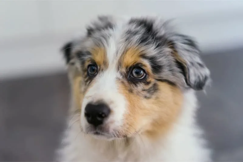 Anemia in Dogs