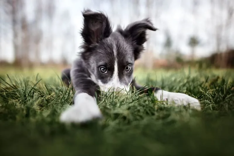 Puppy’s First Vet Visit: Checklist & What to Expect