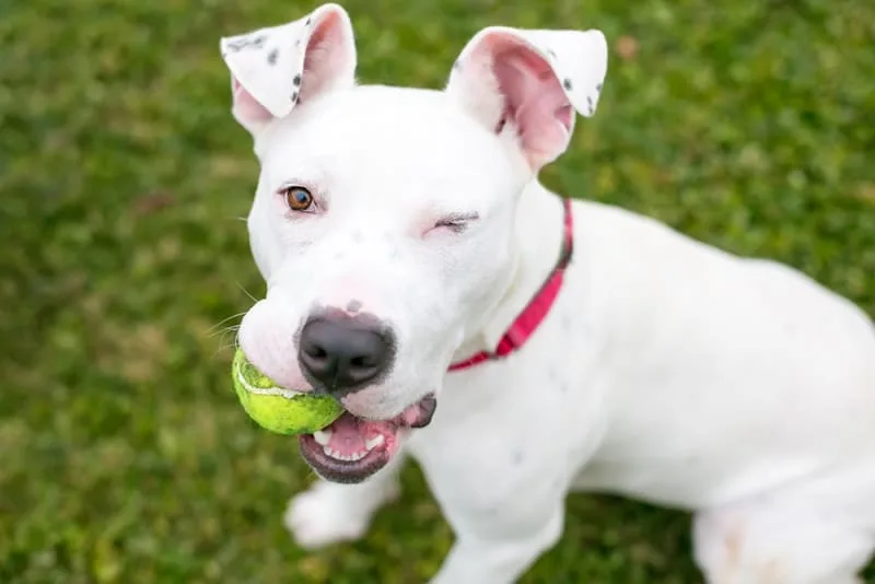 How to Spot Dog Dental Problems & What To Do