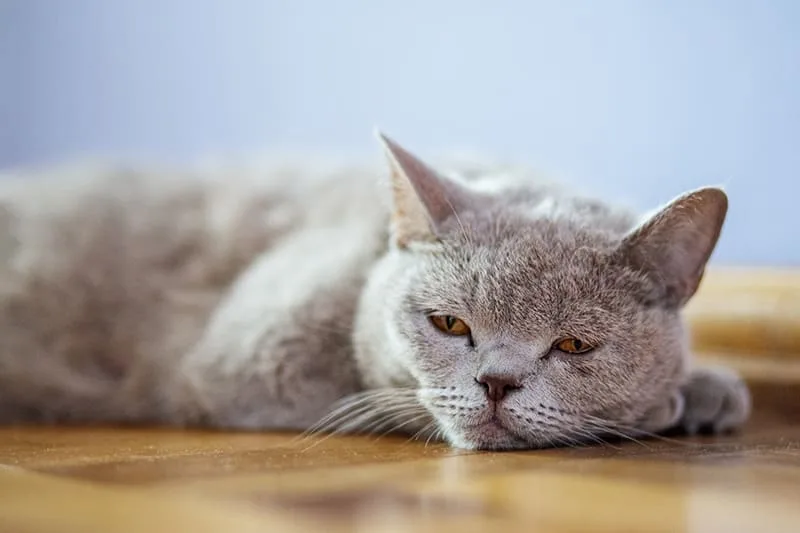How can I tell if my cat is sick?