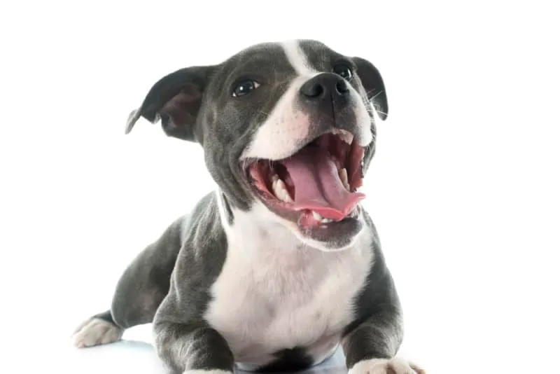 Periodontal Disease in Dogs