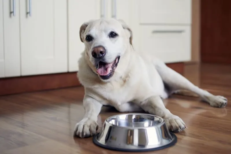 Best Dog Food for Senior Dogs