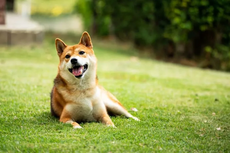Fun Dog Facts for Kids