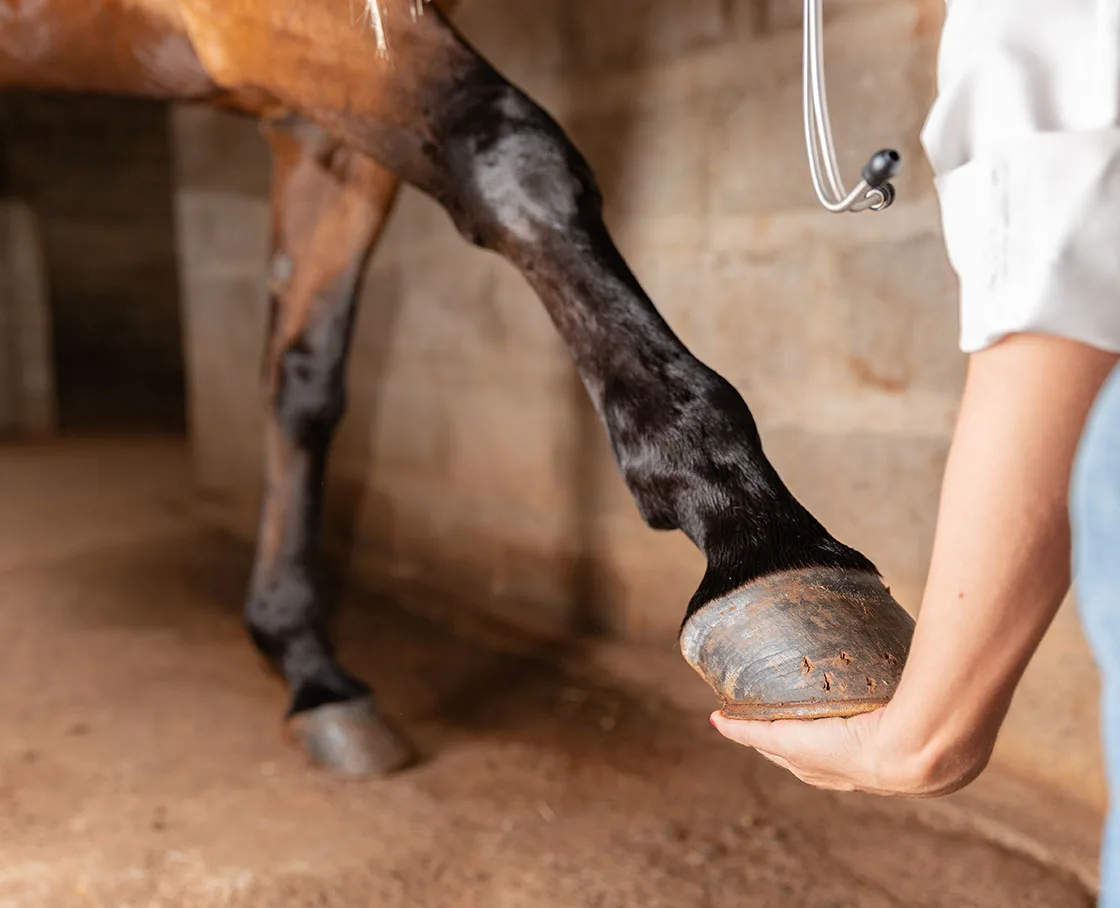 hand holding hoof looking at top