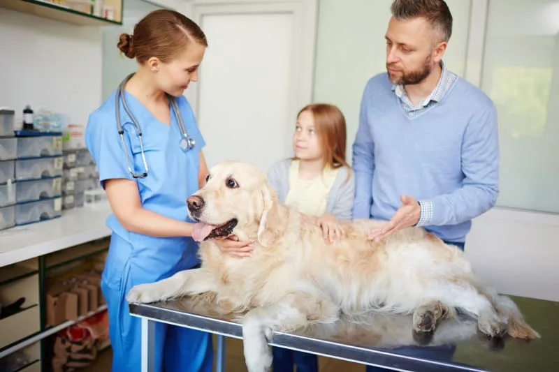 Surgery For Dogs: Everything You Should Know