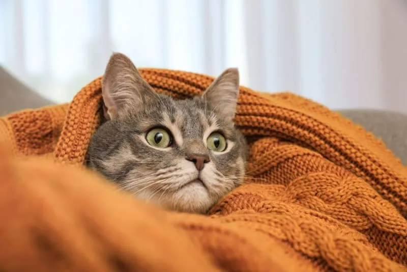 Cat Asthma: Symptoms & Treatments
